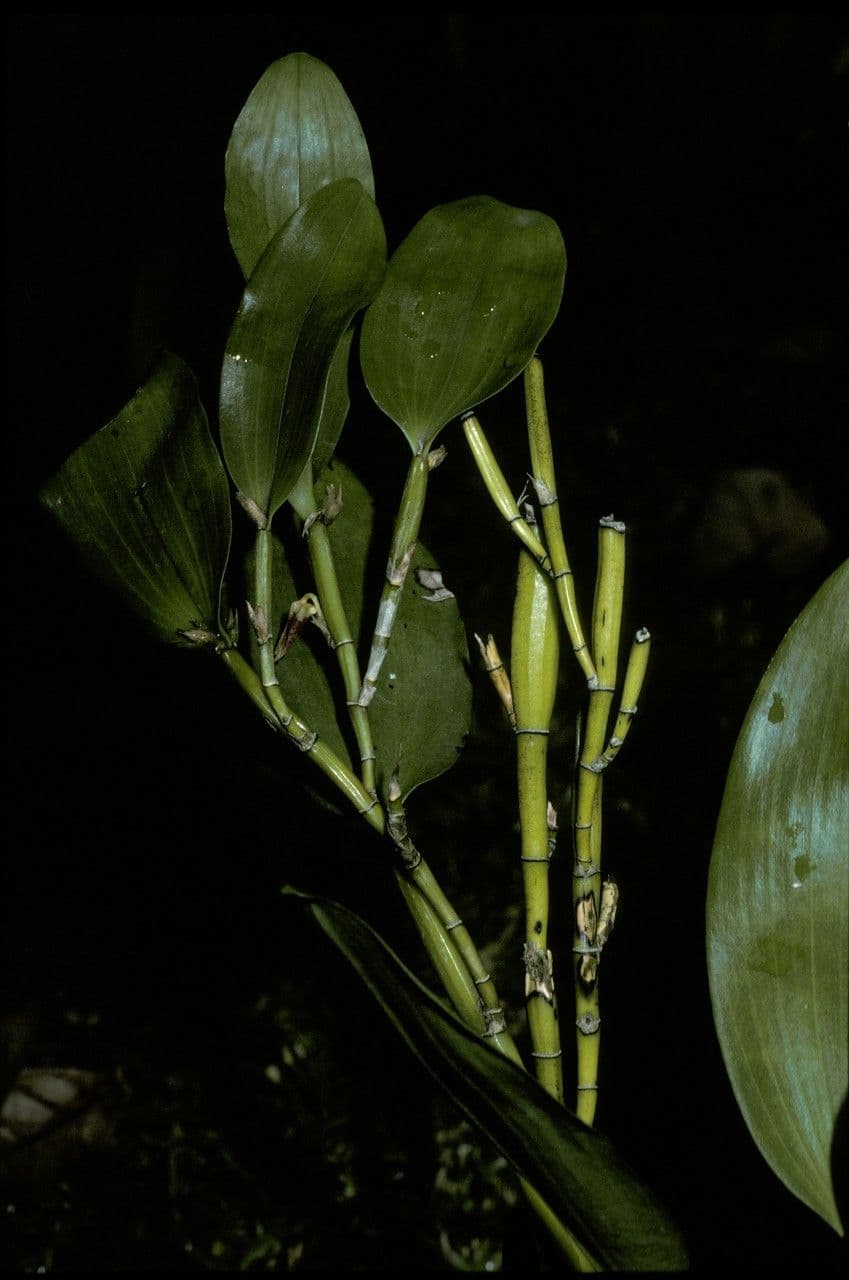Dendrobium 12
