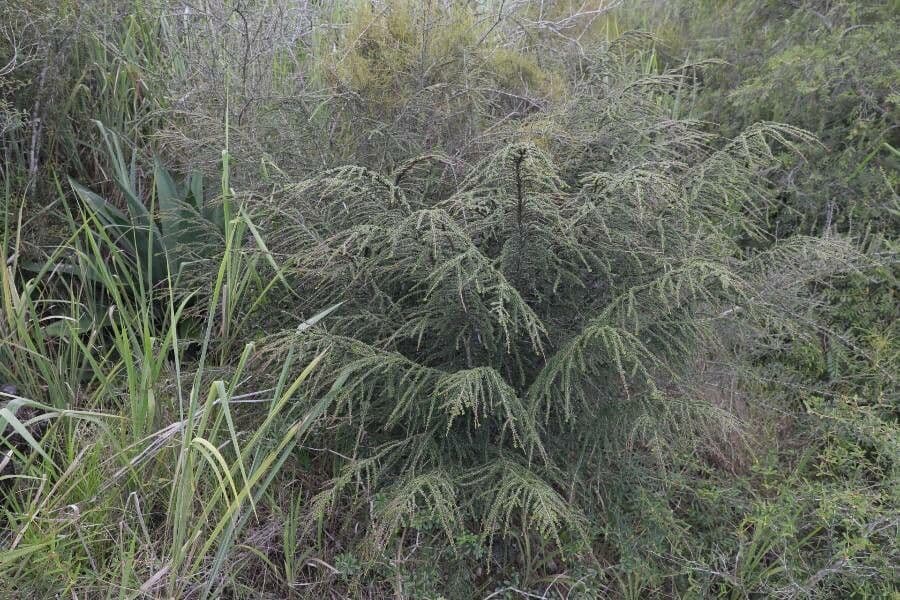 Erythroxylum