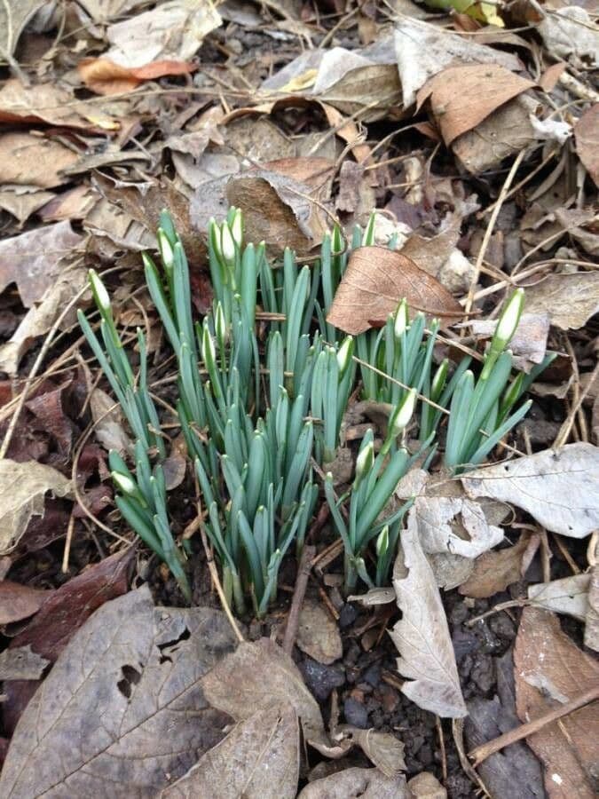 Sněženka podsněžník 11