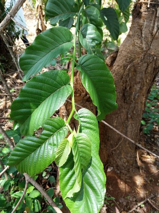 Teak africano