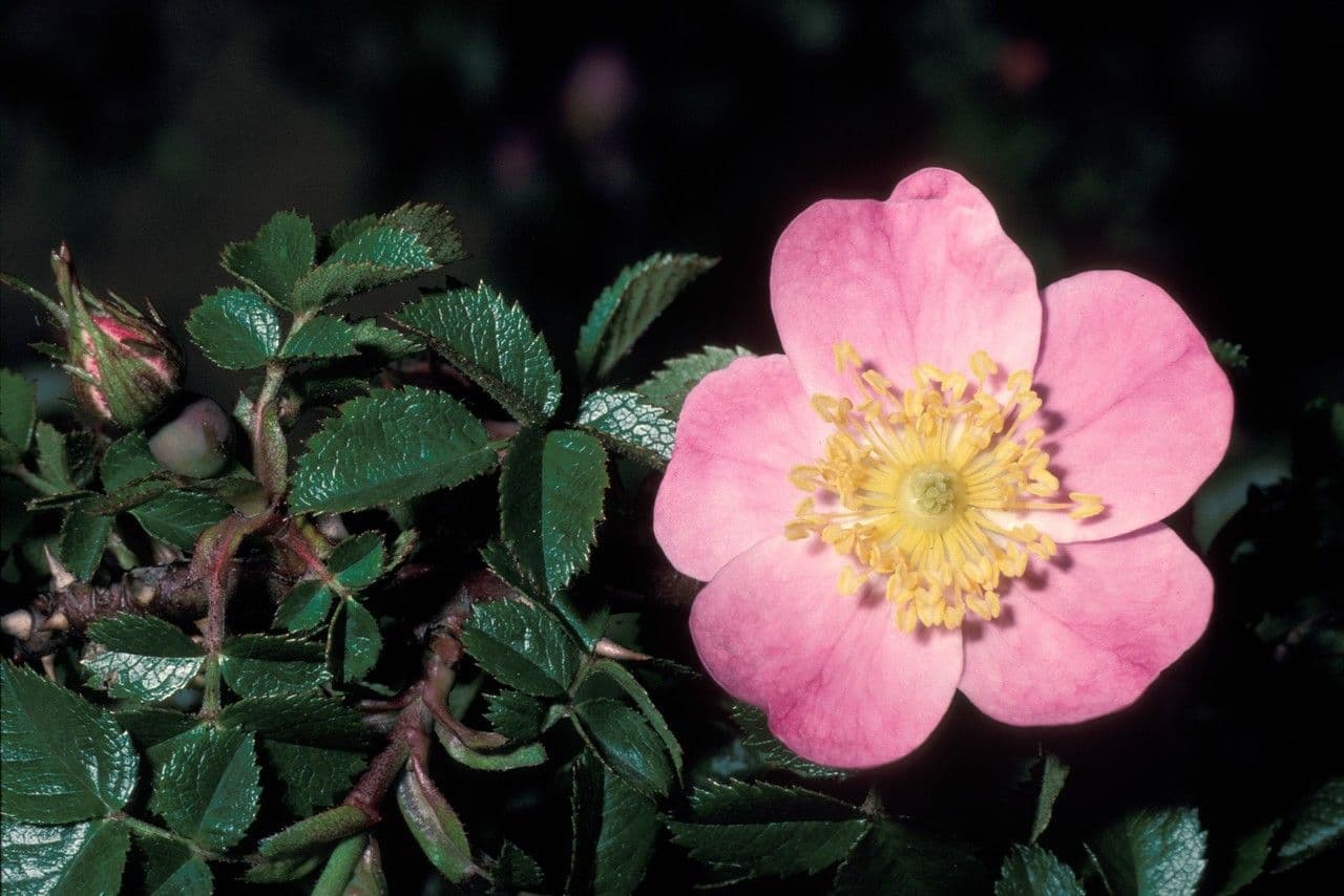 Rosa