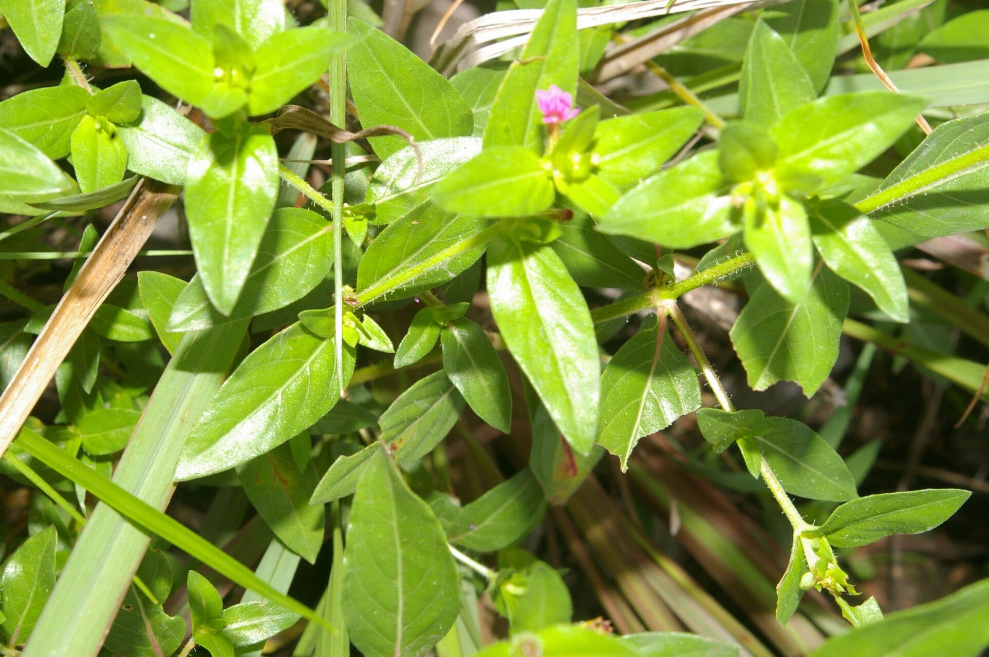 Cuphea carthagenensis 7