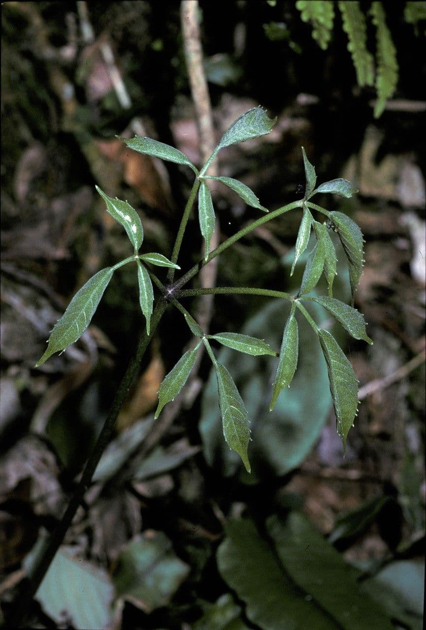 Heptapleurum 5
