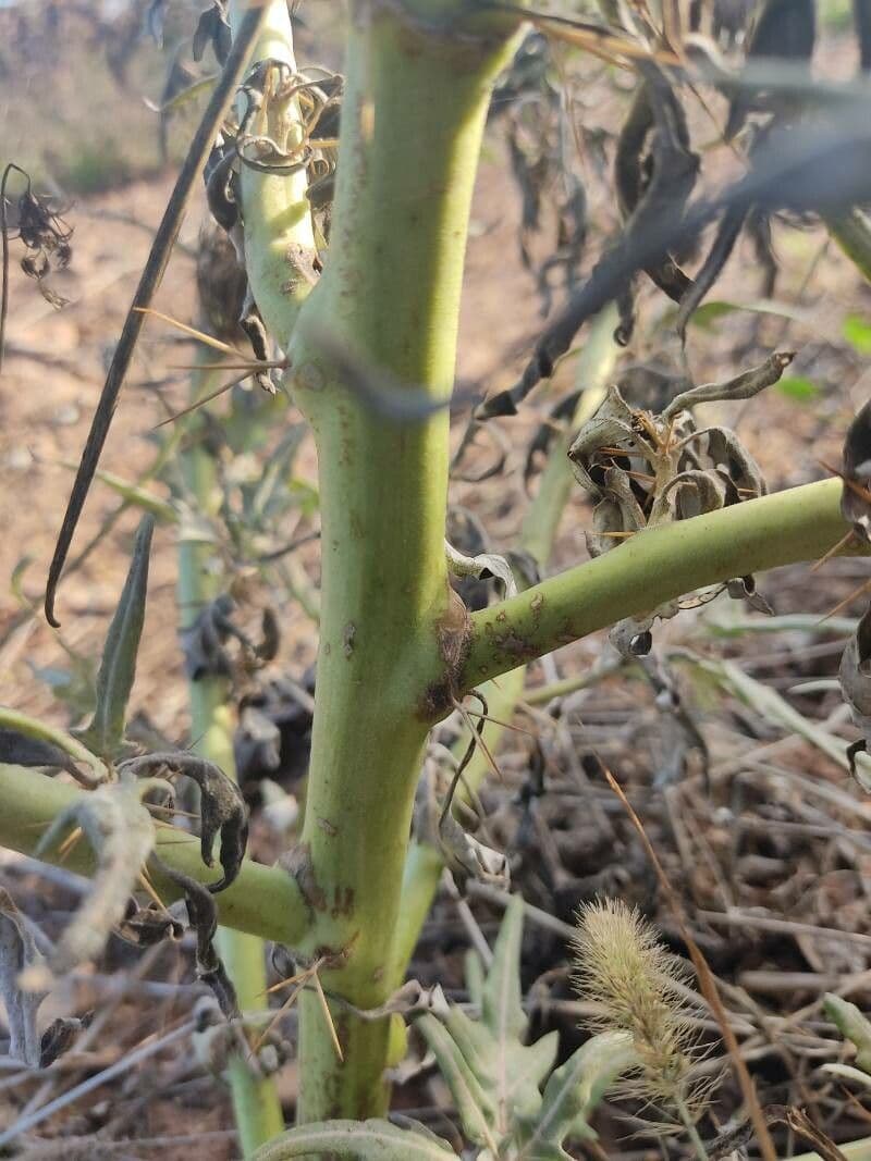 Lappola spinosa 25