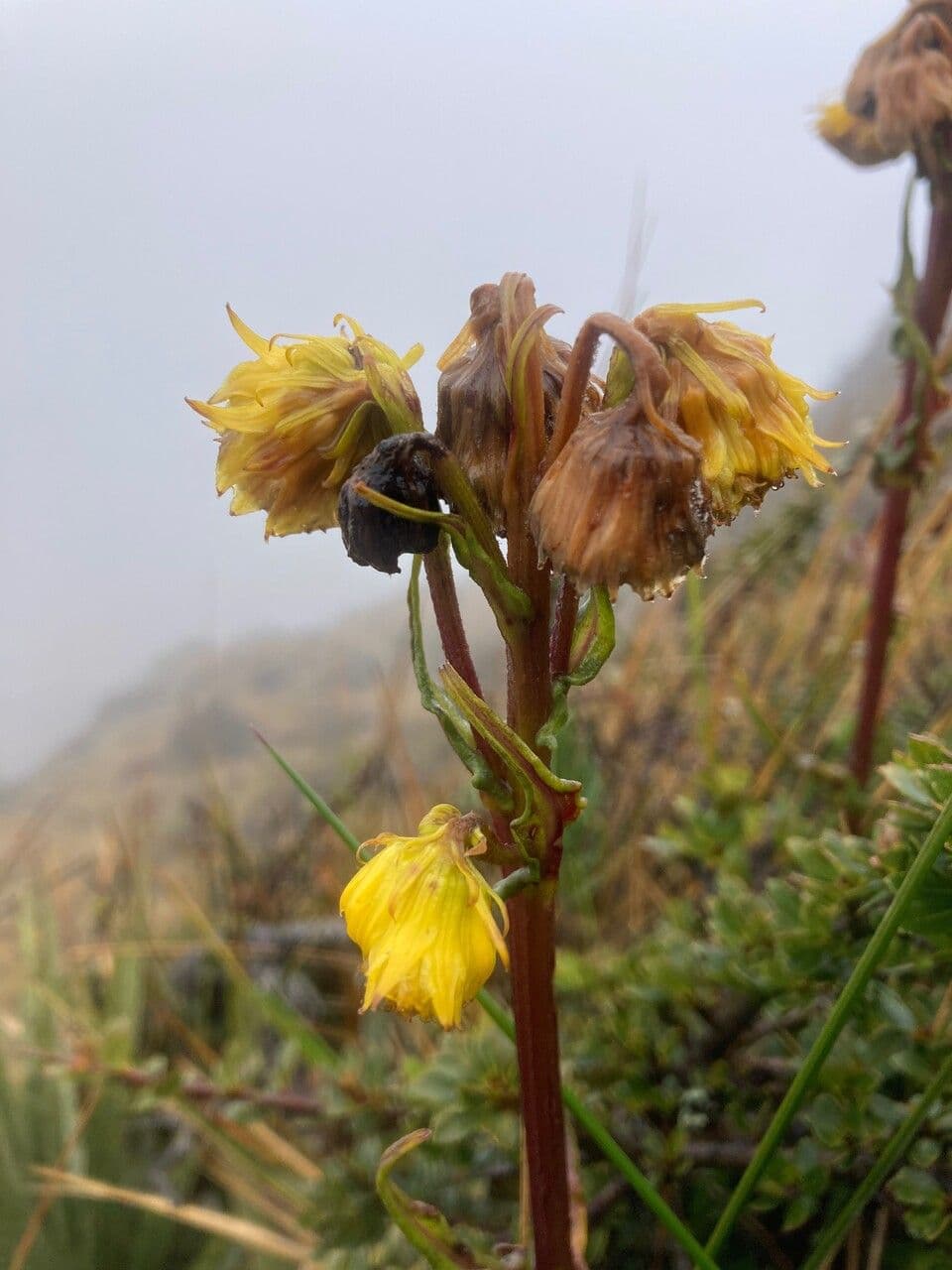 Senecio 2