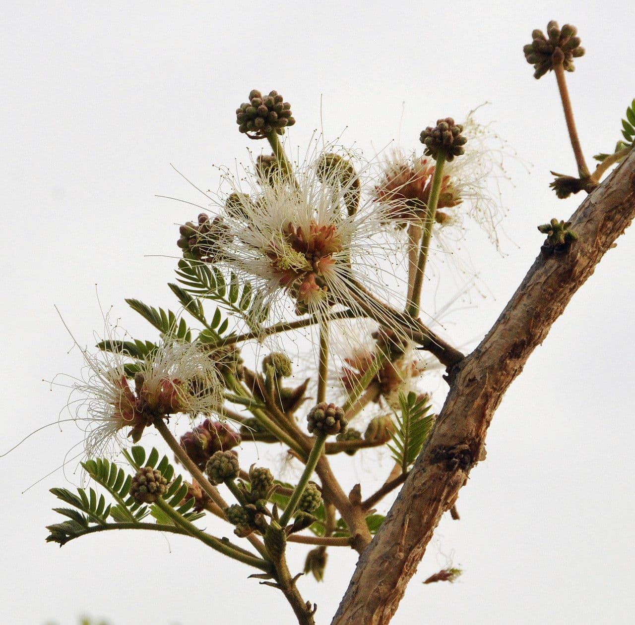 Albizia 6