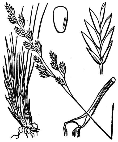 Festuca filiforme 23
