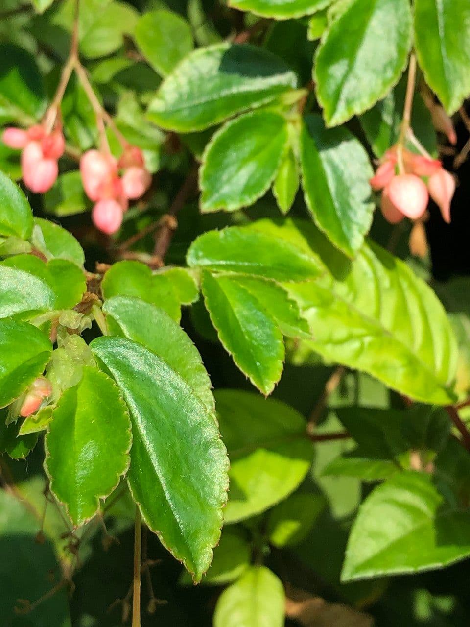 Fuchsienblättrige Begonie 13
