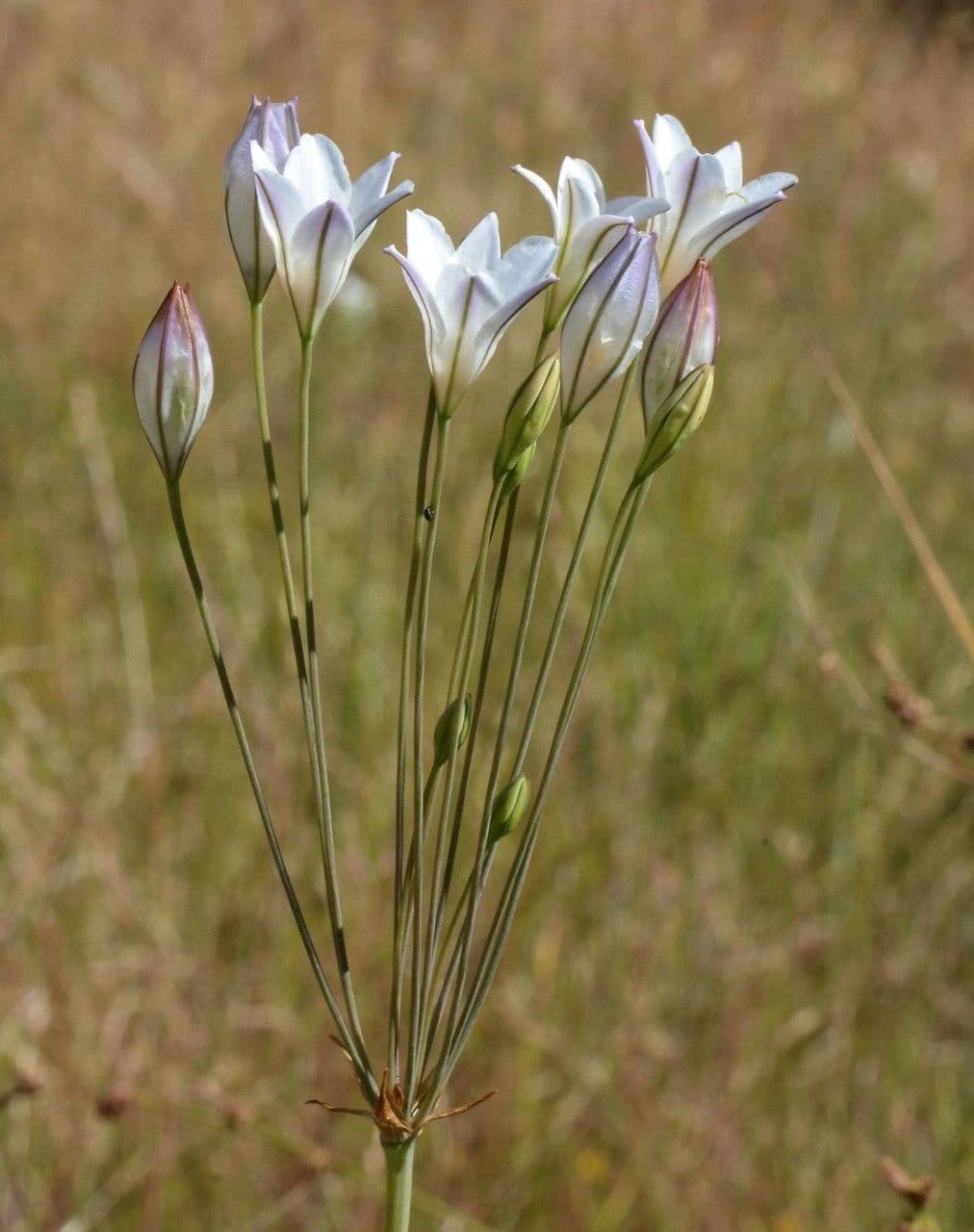 Triteleia 5