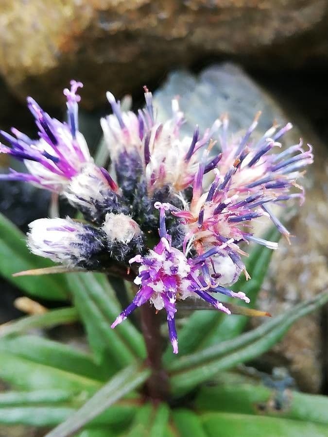 Saussurea 8