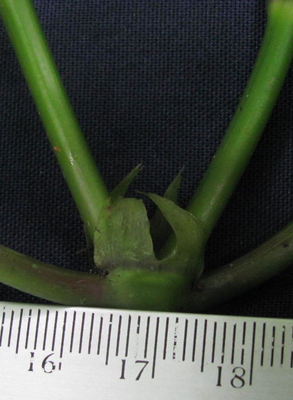 Palicourea 13
