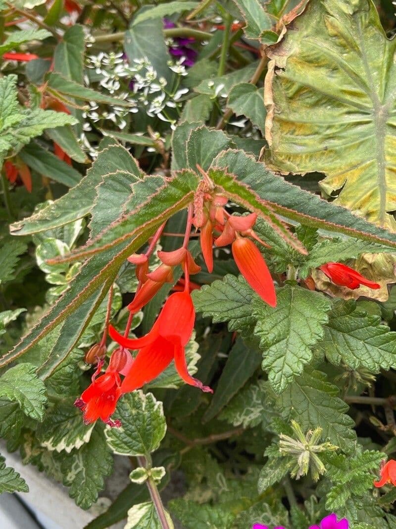 Begonia boliviana 26