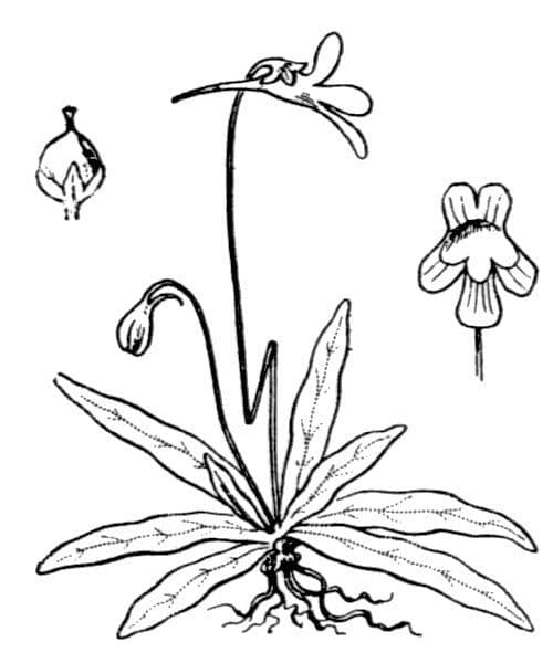 Pinguicula 24
