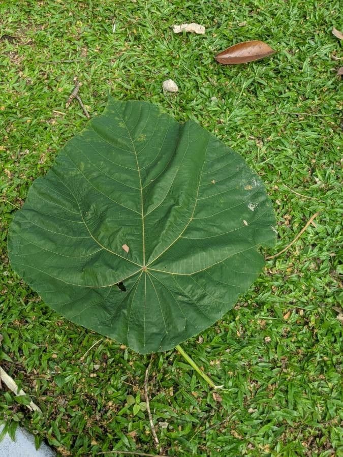 Mallotus 14