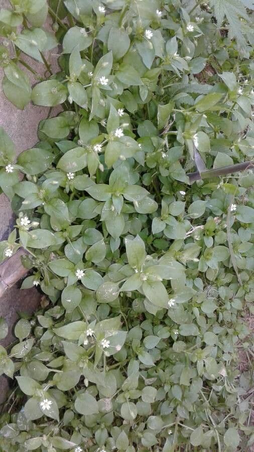 Spergularia marina 13