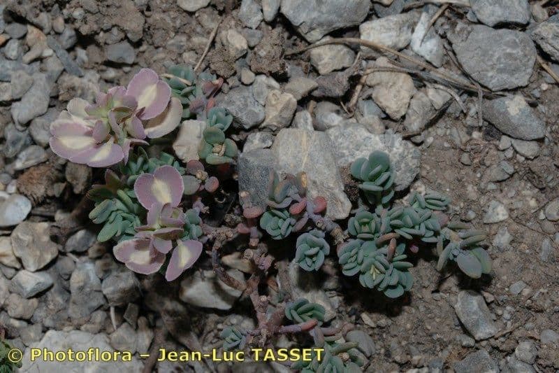 Aethionema 8