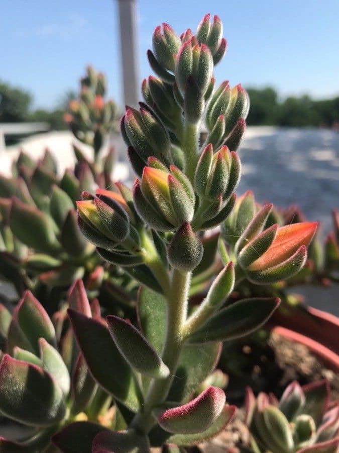 Echeveria 4