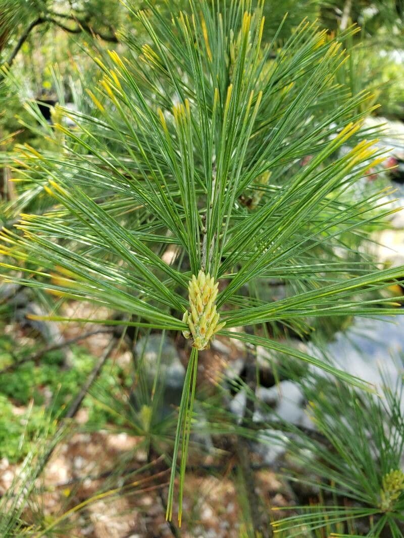 Borovice limba 26