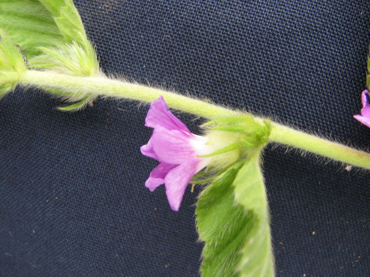 Melochia villosa