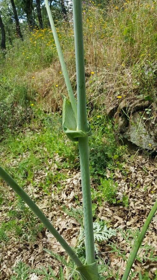 Sagapeno 25