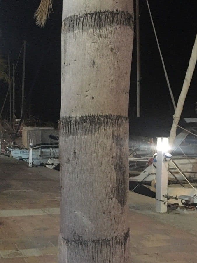 Palma di Giriba 21