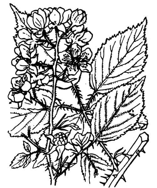 Pyramiden-Brombeere 20