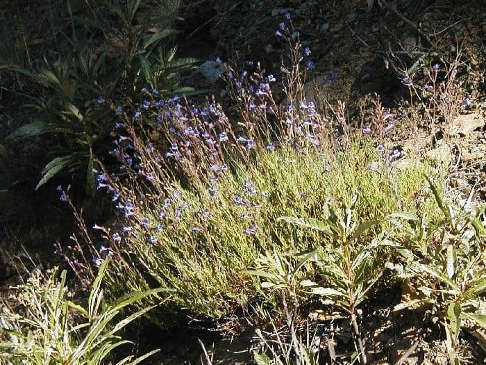 Fadenblättrige Bartblume 4