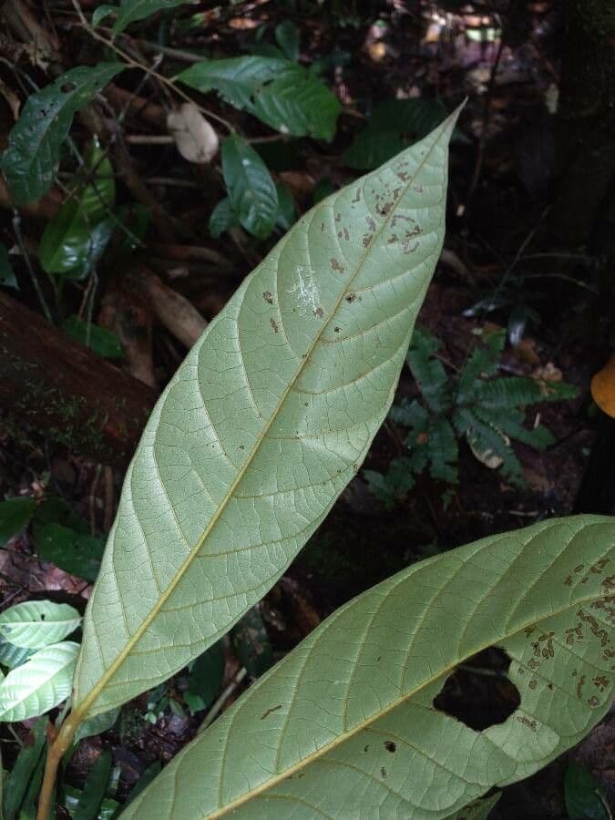 Ambotay 2