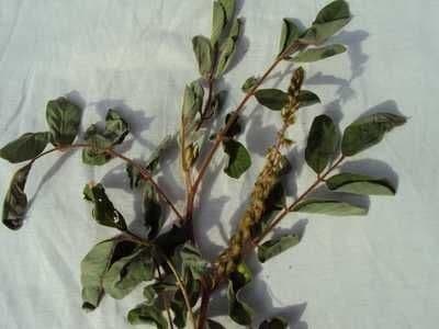 Indigofera