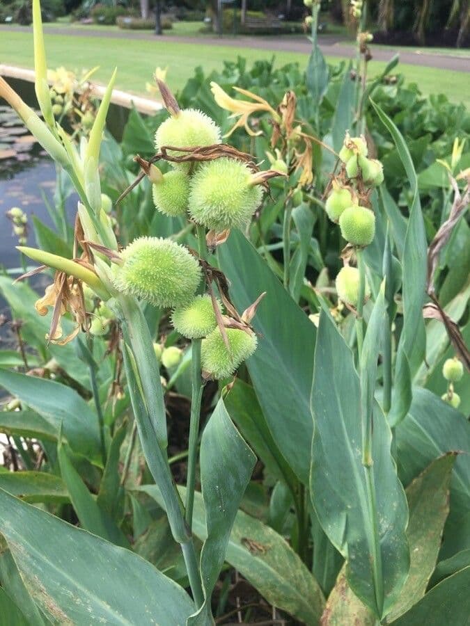 Canna glauca 3