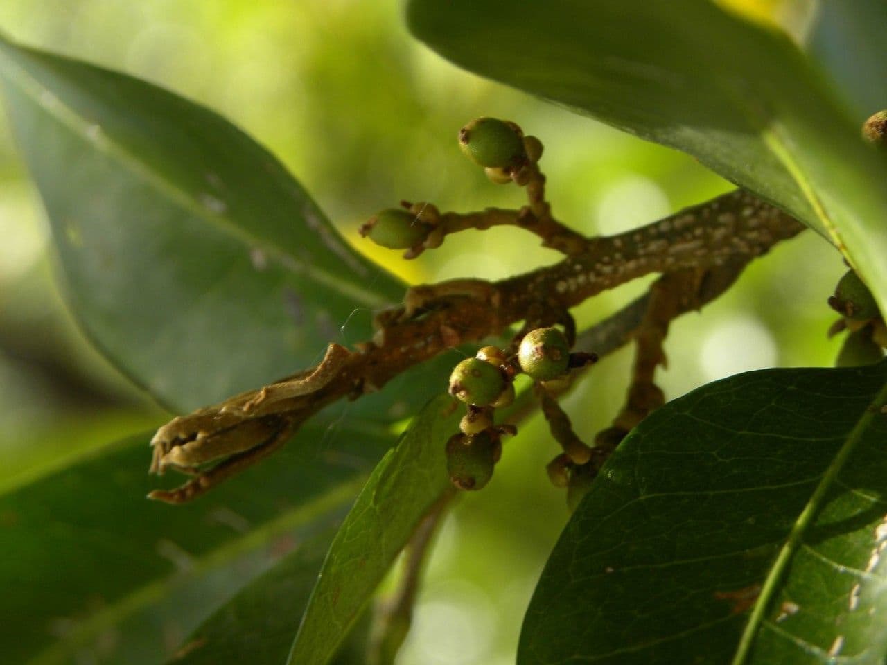 Doratoxylon apetalum