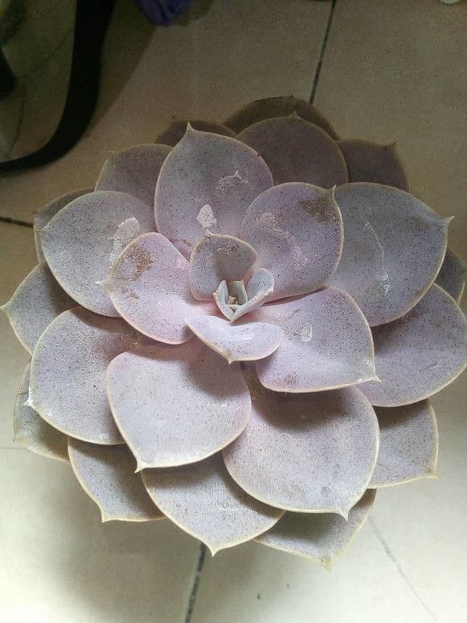 Echeveria 17