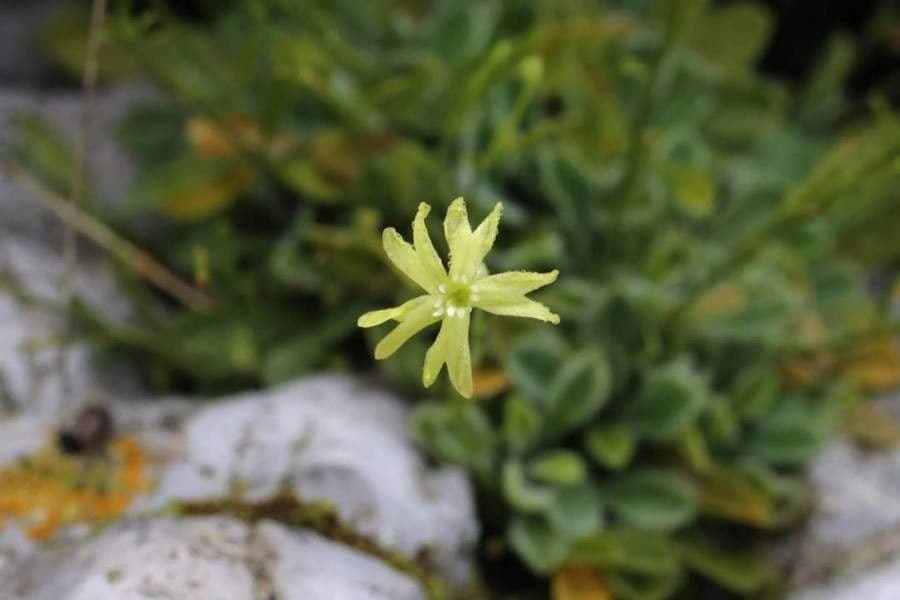 Silene giallastro