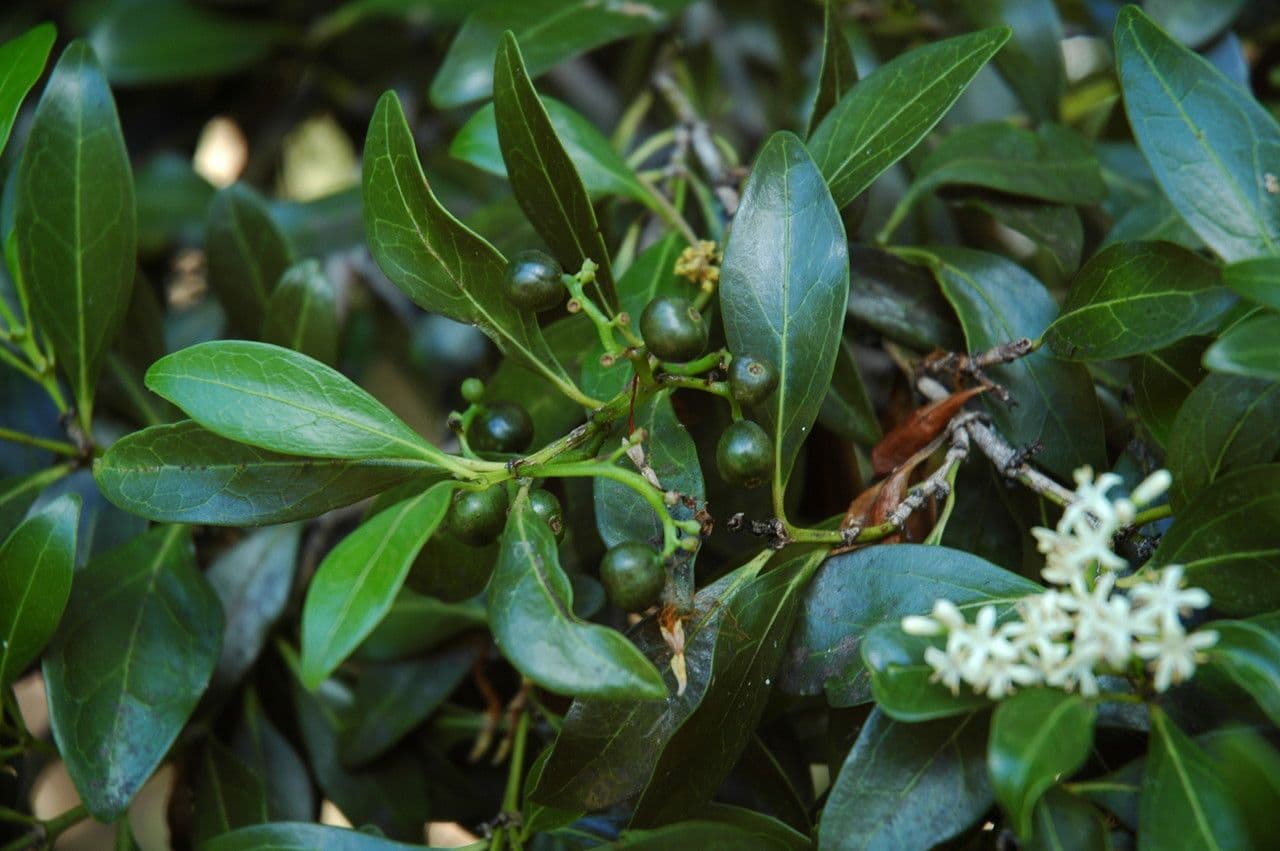Psydrax odorata 6