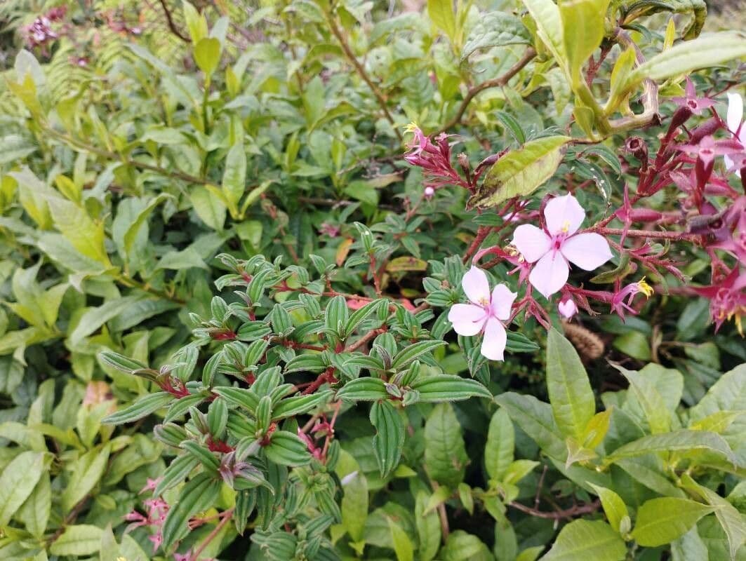 Monochaetum floribundum 7