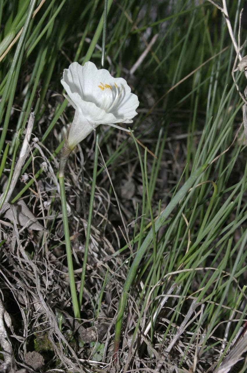 Kantabrischer Jonquil 7