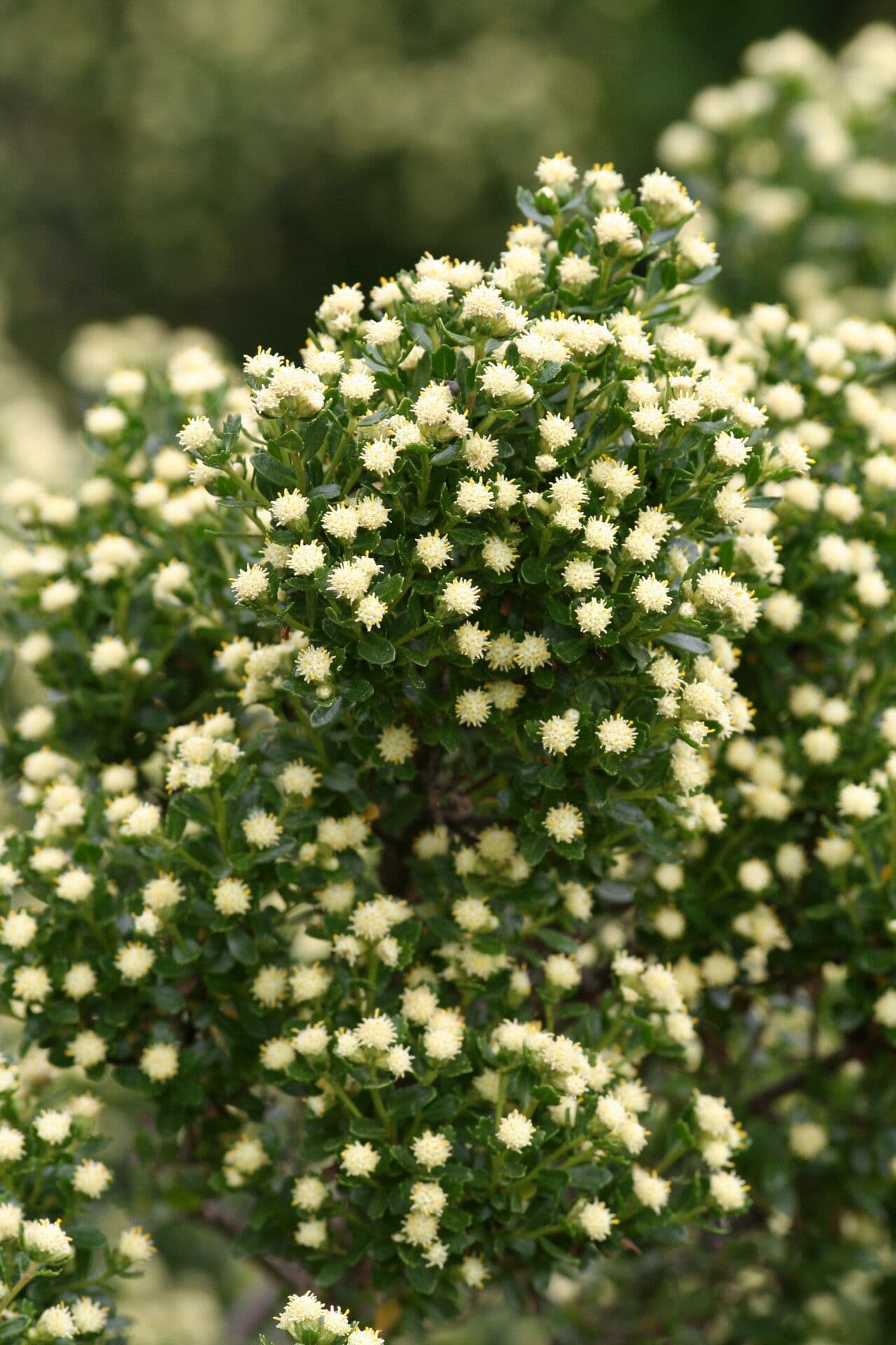 Baccharis patagonica 2