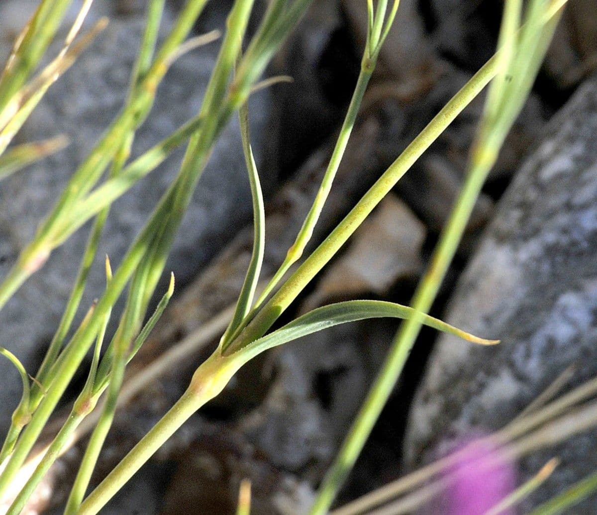 Garofano scabro 10