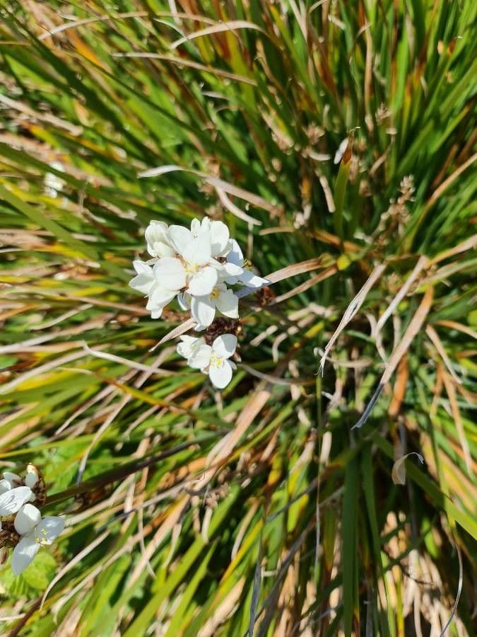 Libertia 3