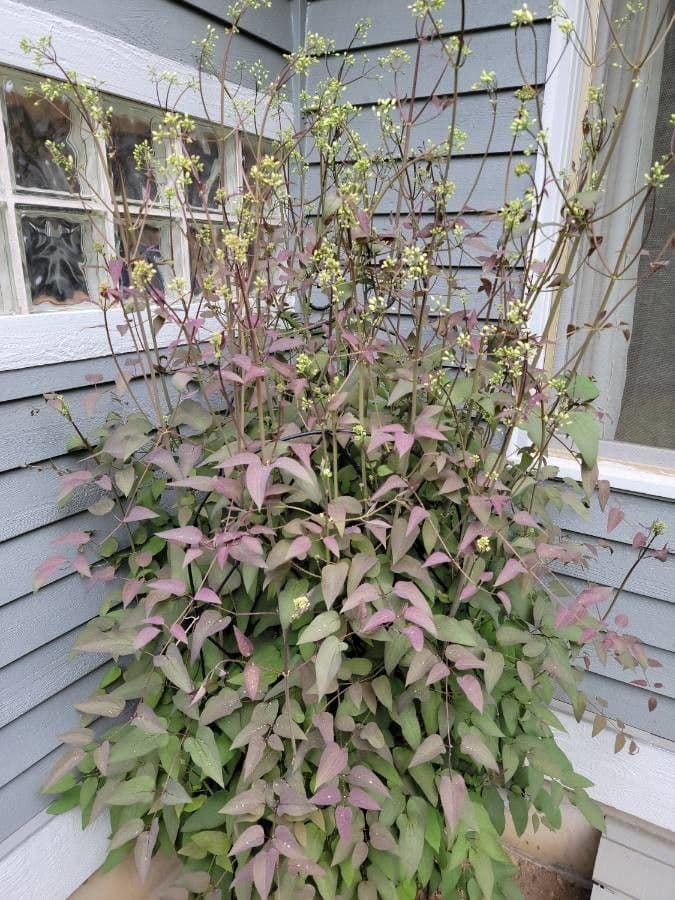 Clematis recta 19