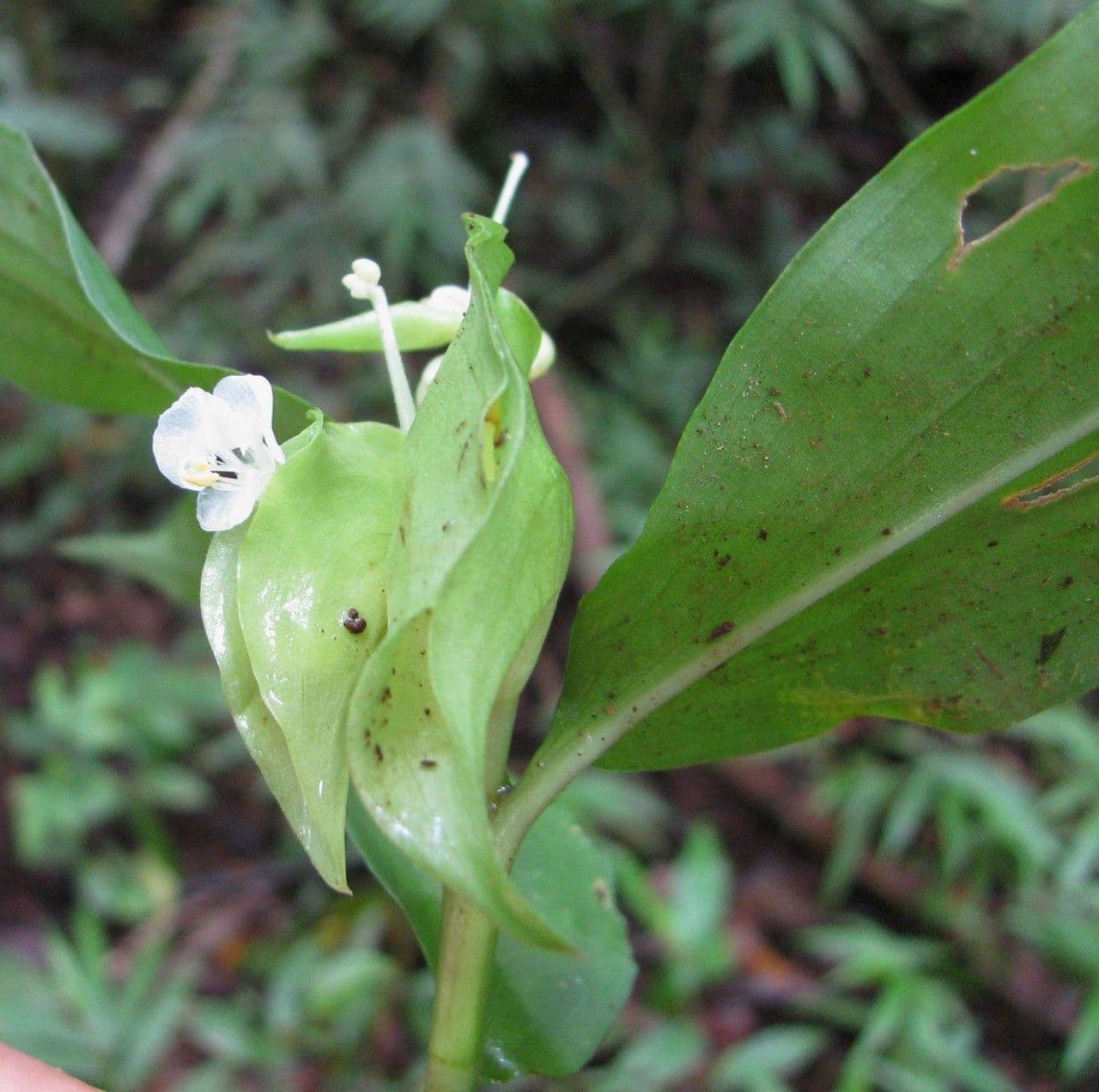 Cojite blanco 5