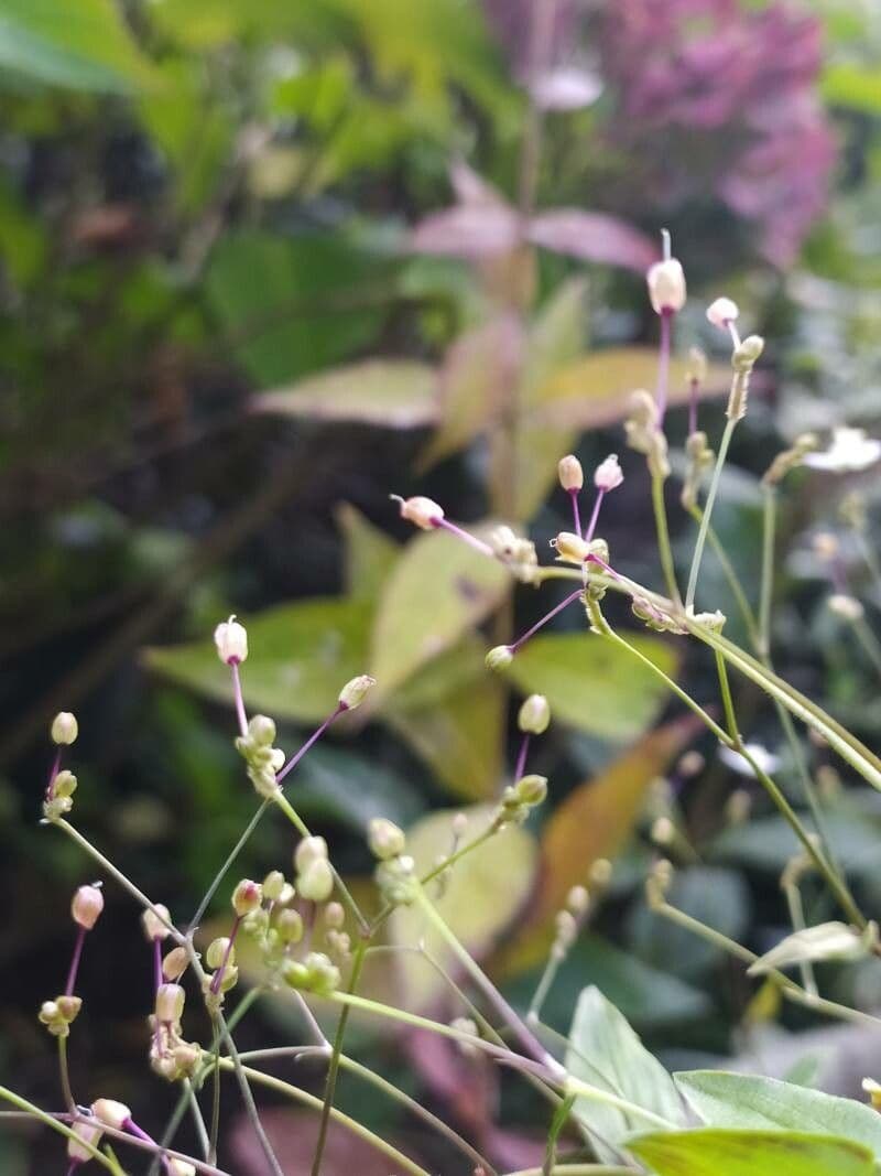 Gibasis geniculata