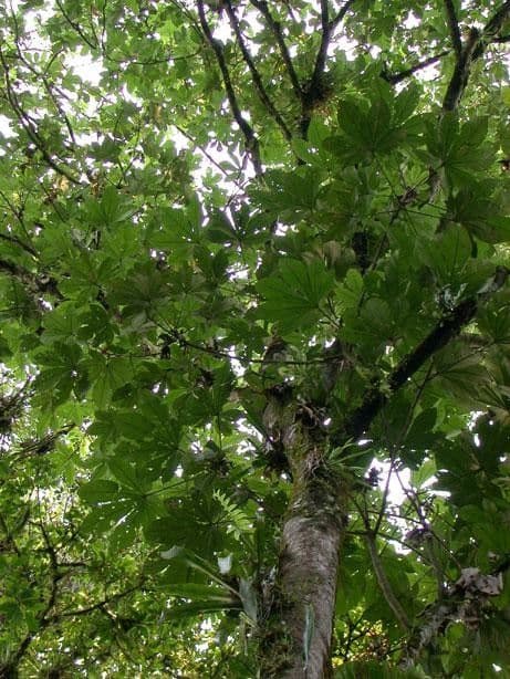 Pourouma bicolor 10