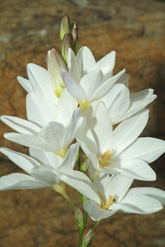 Ixia