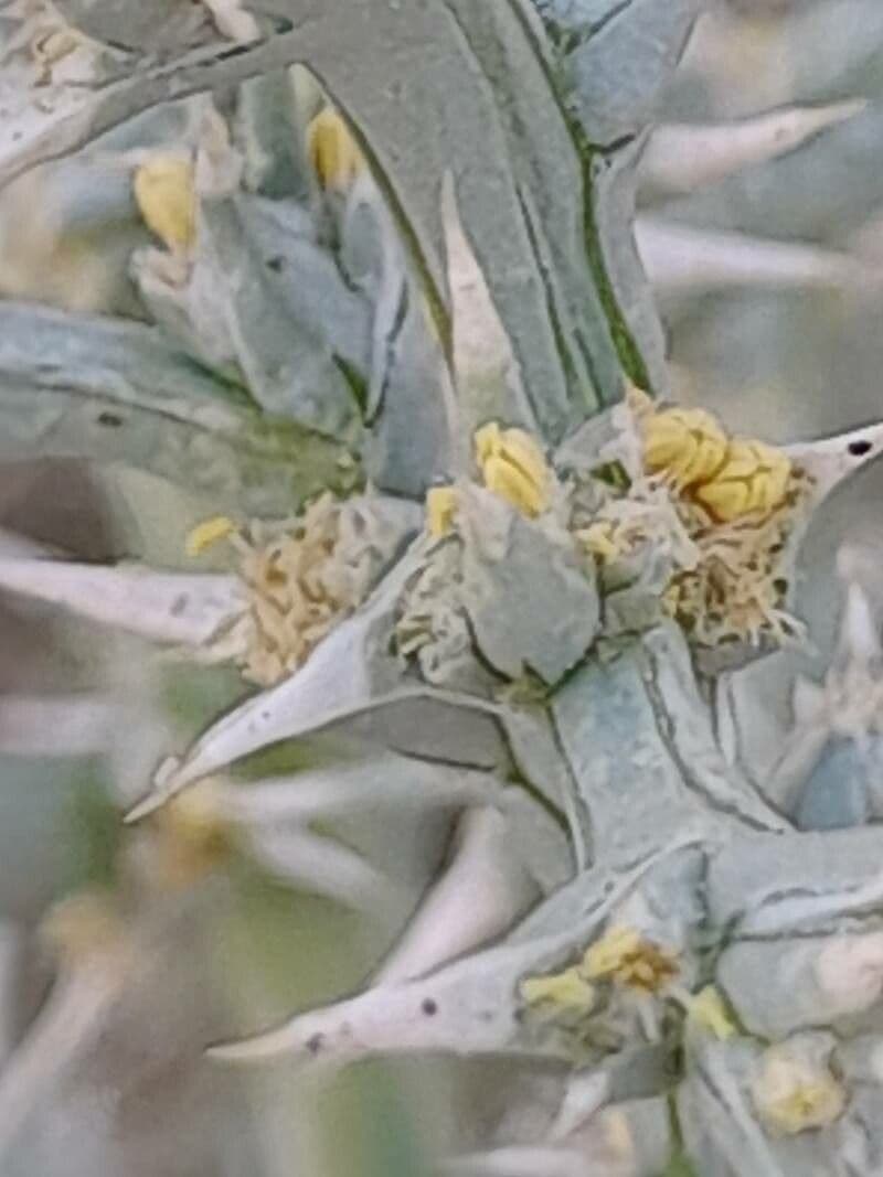 Cornulaca 2