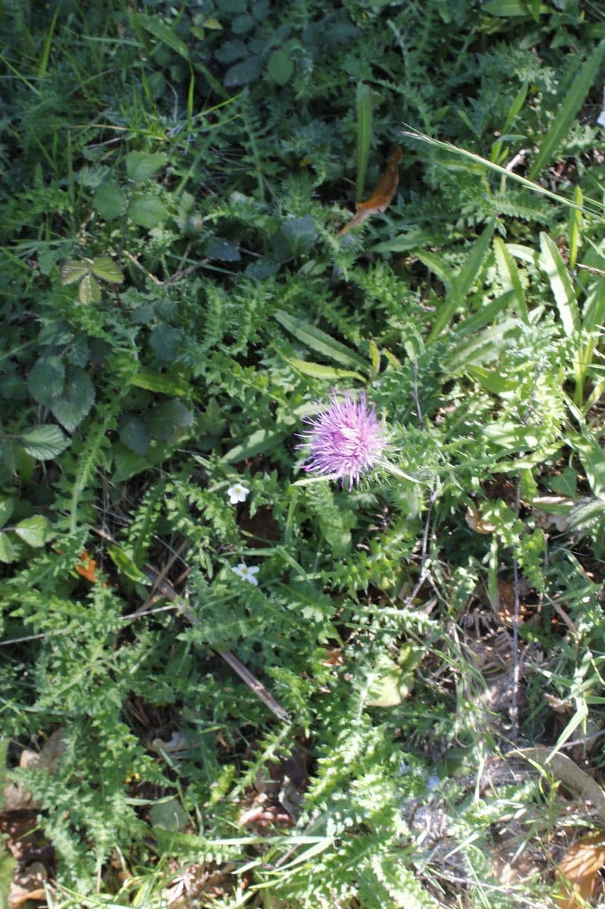 Cirsium filipendulum 6