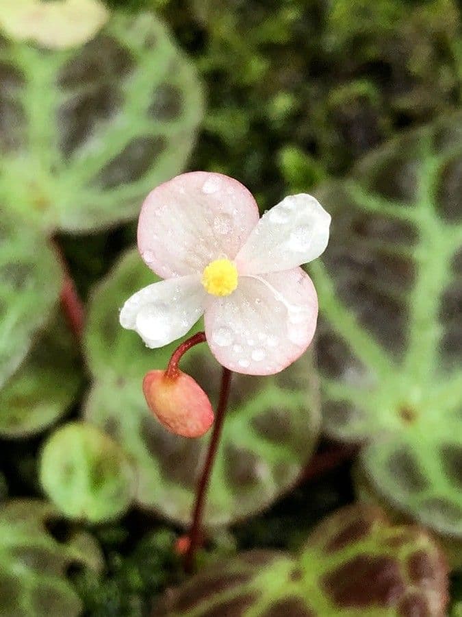 Begonia 4