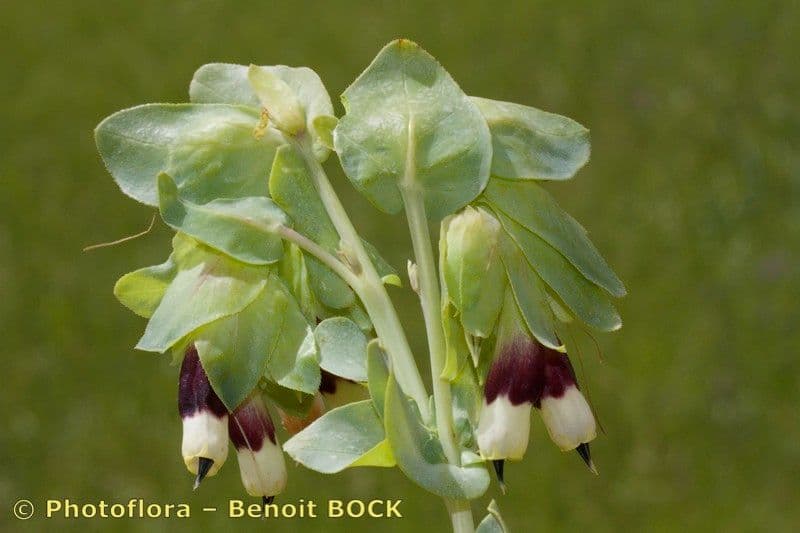Cerinthe maggiore 4