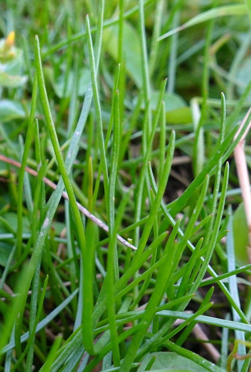 Littorella 16