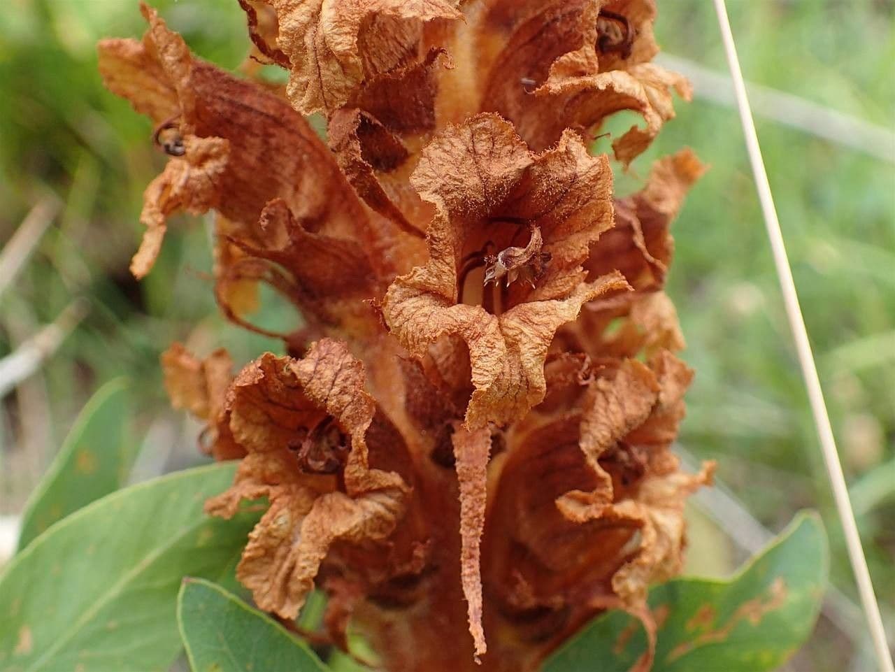 Zarajzer 5